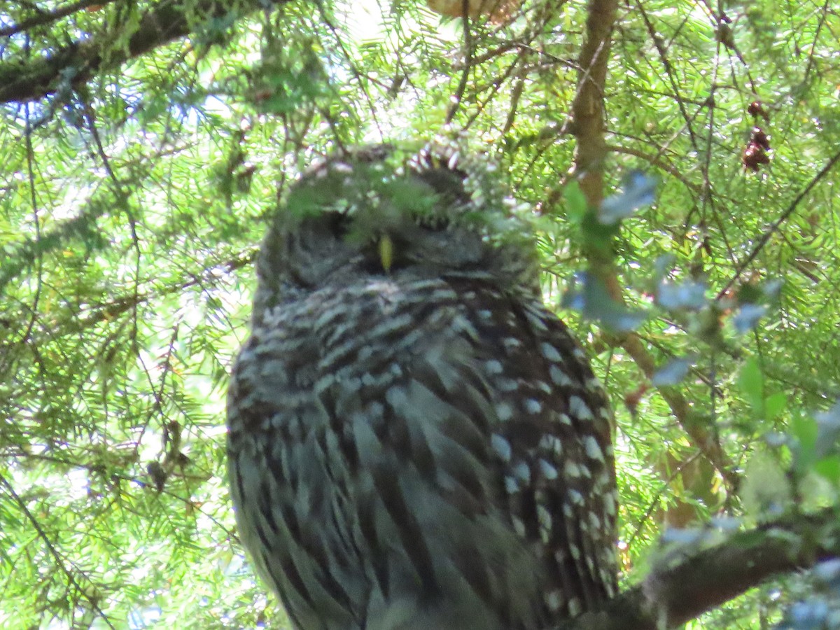 Barred Owl - ML619516744