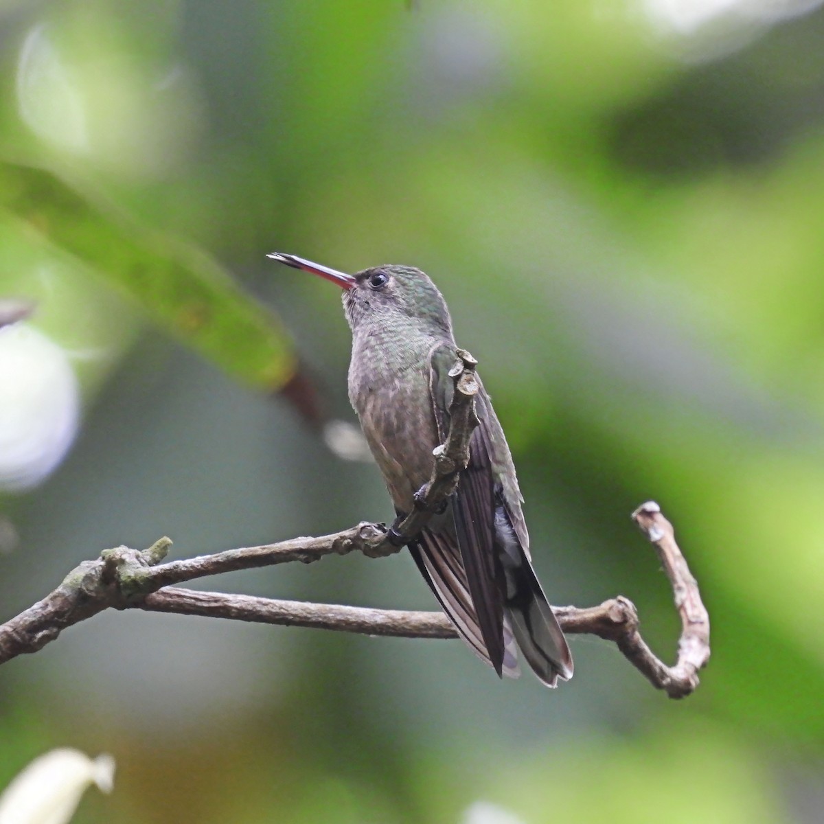 kolibřík skvrnitoprsý - ML619516762