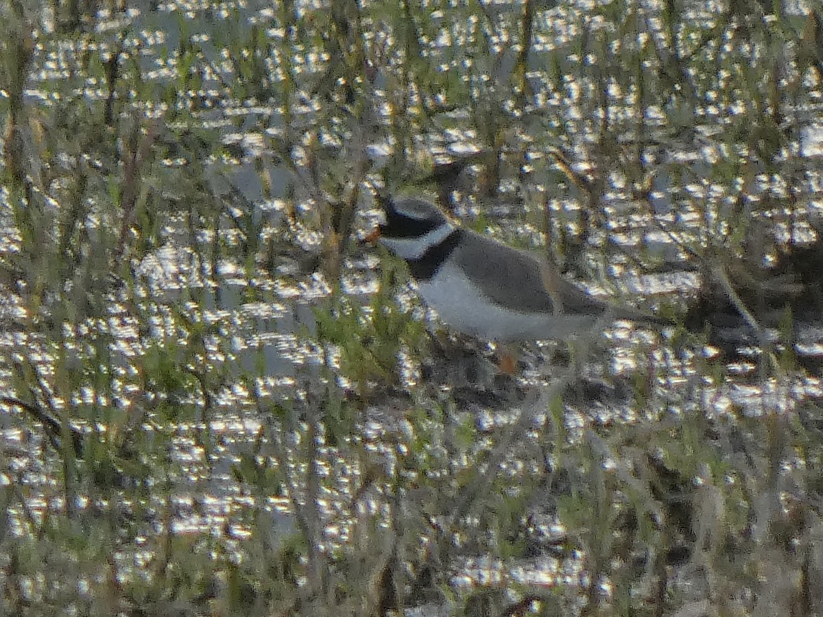 Common Ringed Plover - ML619516768