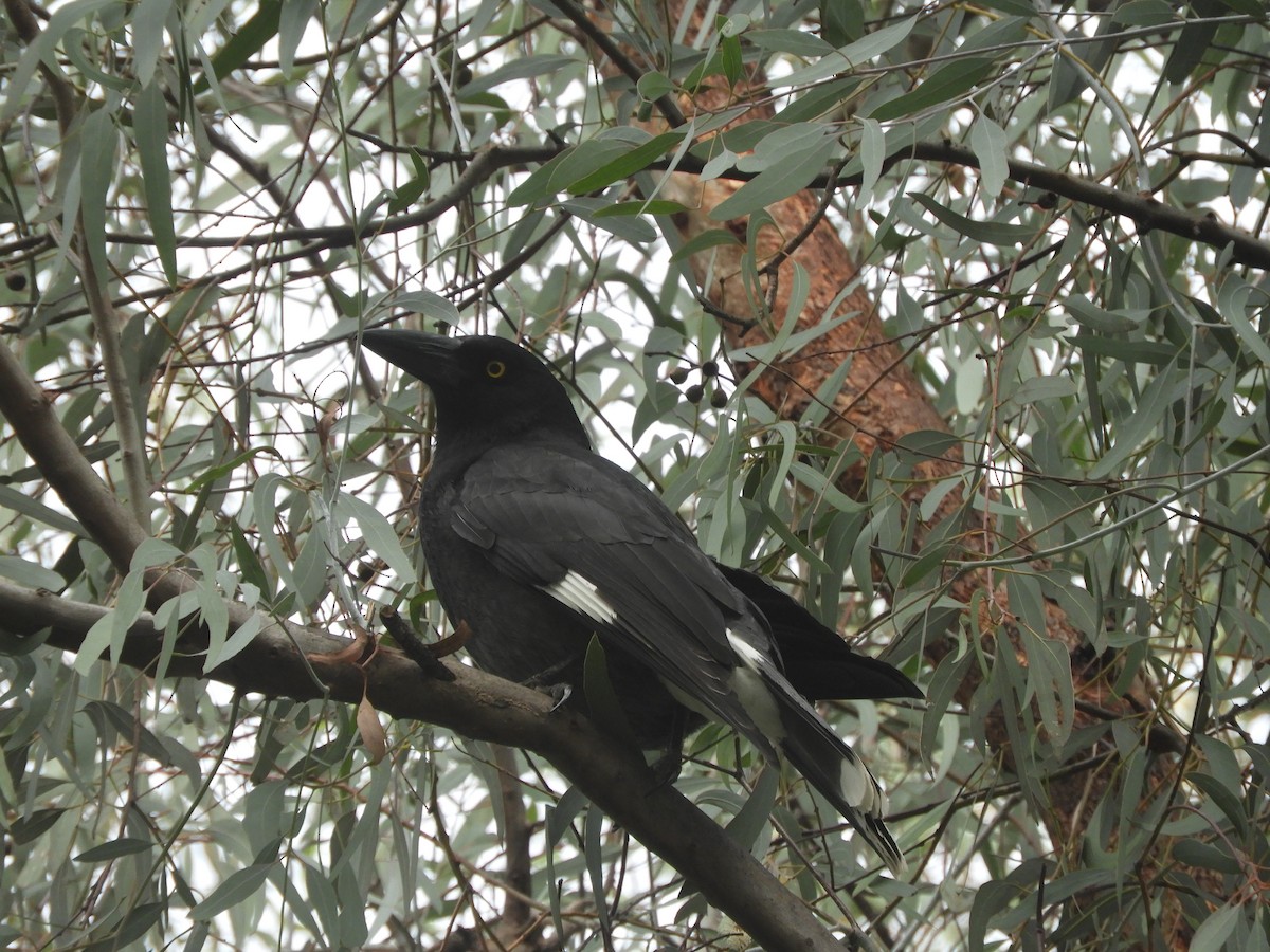Pied Currawong - ML619516773