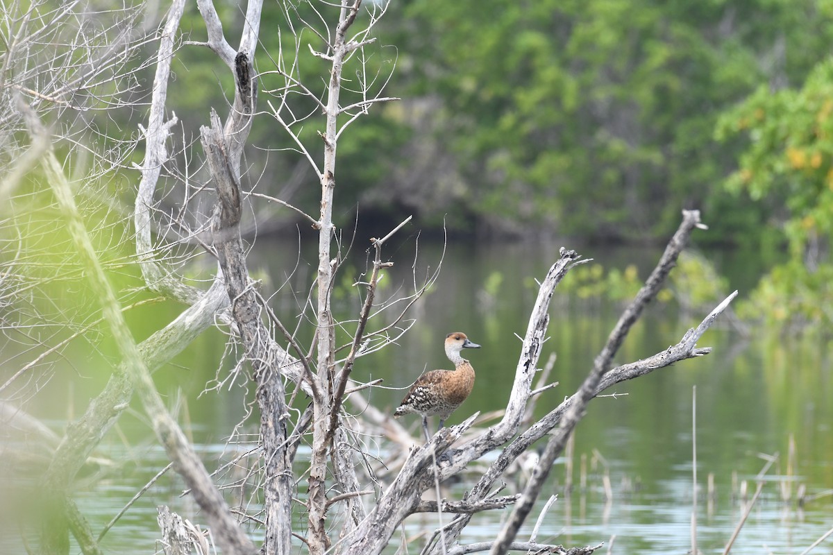 West Indian Whistling-Duck - ML619516779