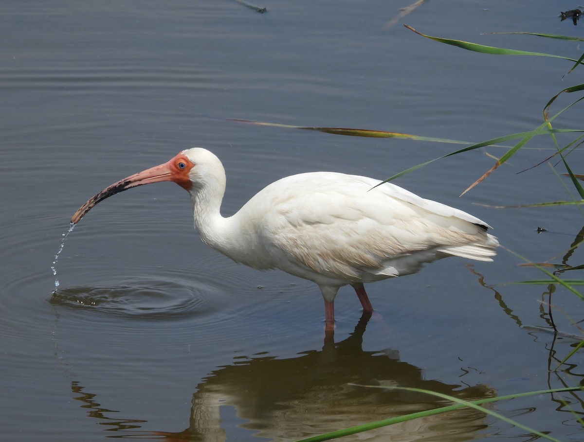 ibis bílý - ML619516826