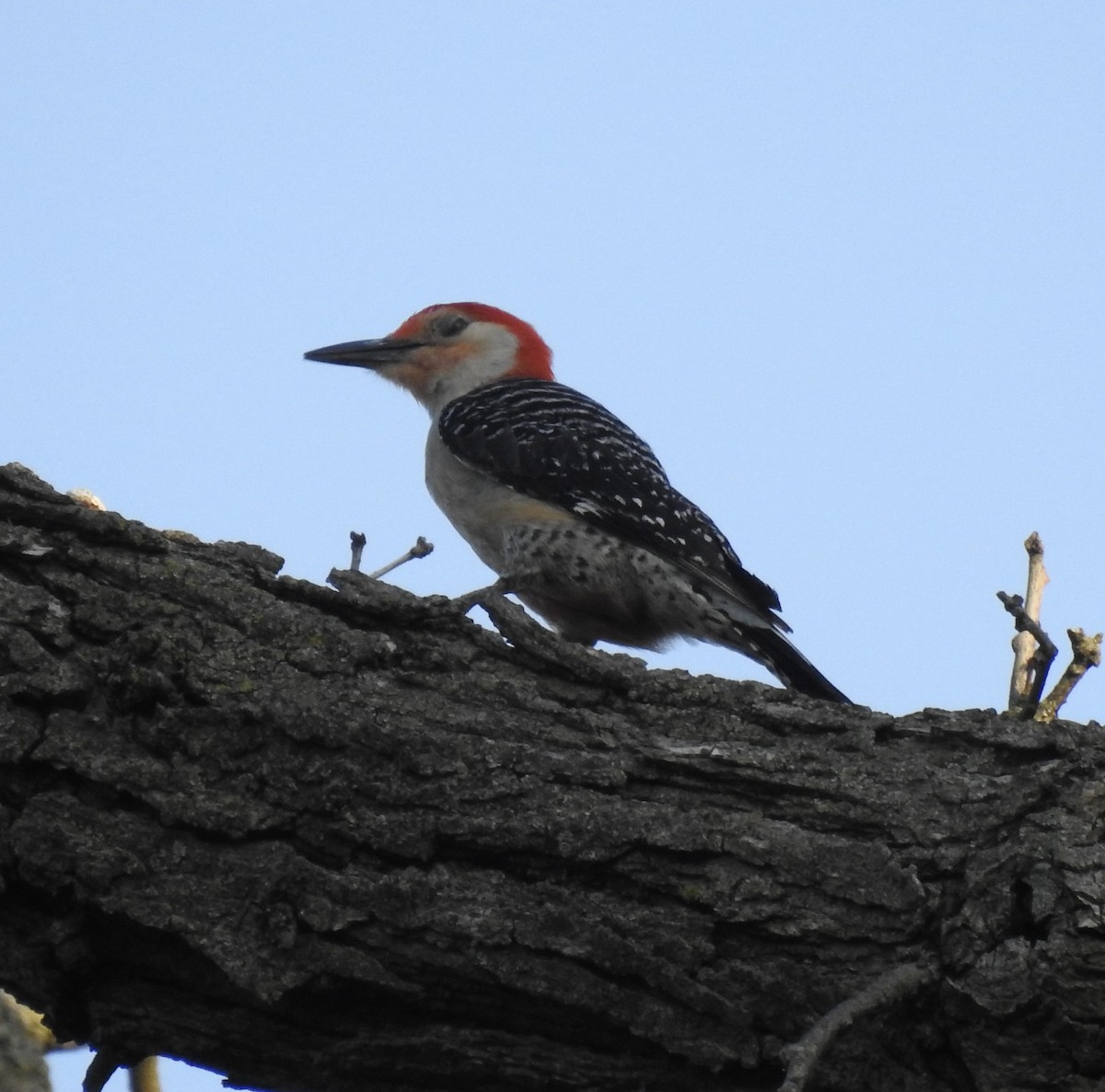 Red-bellied Woodpecker - ML619516866