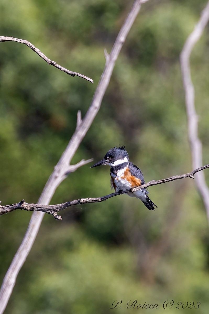 Belted Kingfisher - ML619516869