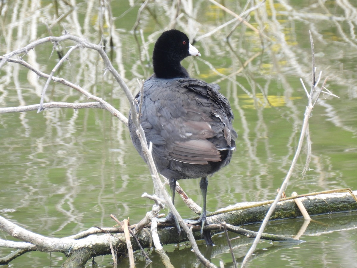 American Coot (Red-shielded) - ML619516936