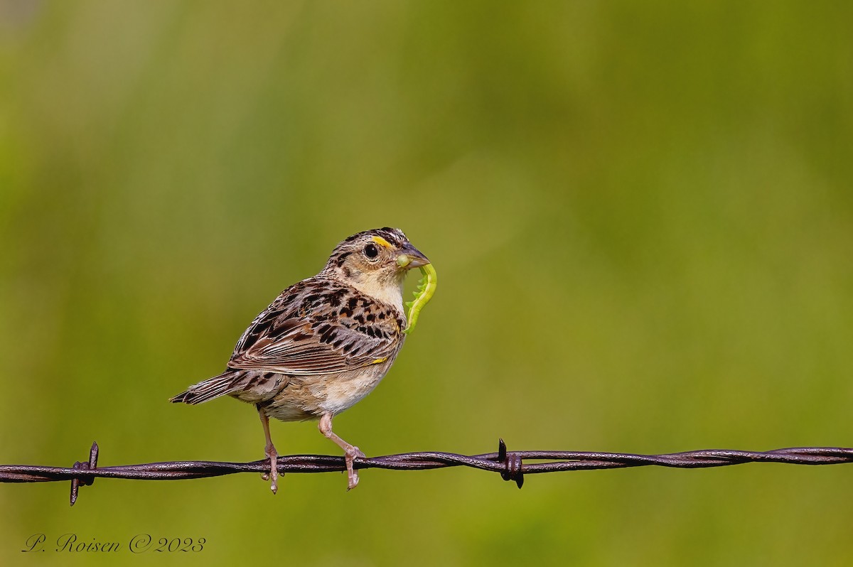 Grasshopper Sparrow - ML619516939