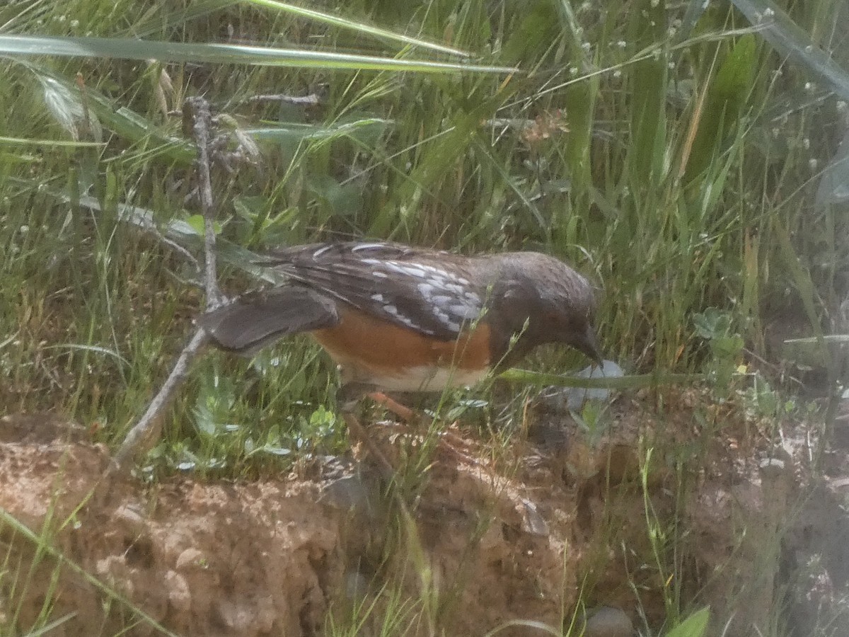 Spotted Towhee - ML619516942