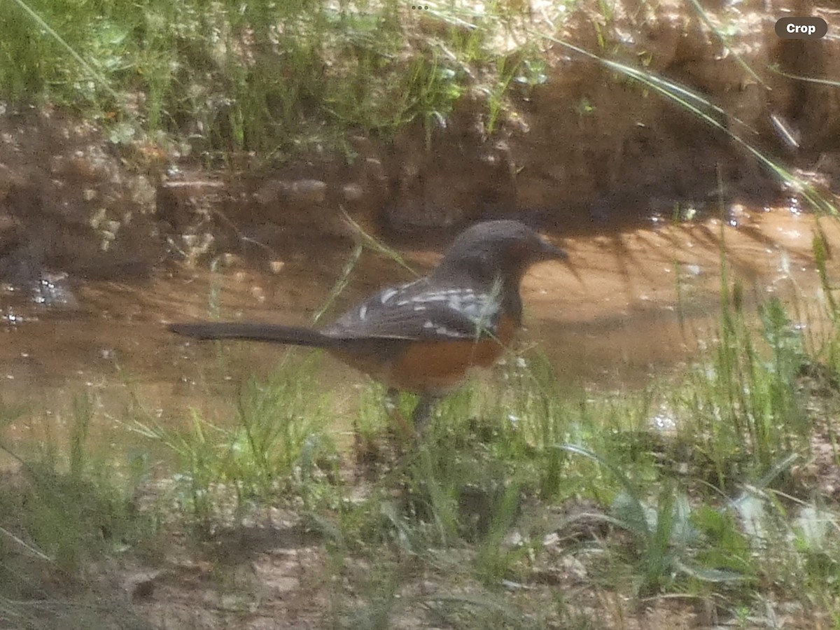 Spotted Towhee - ML619516943