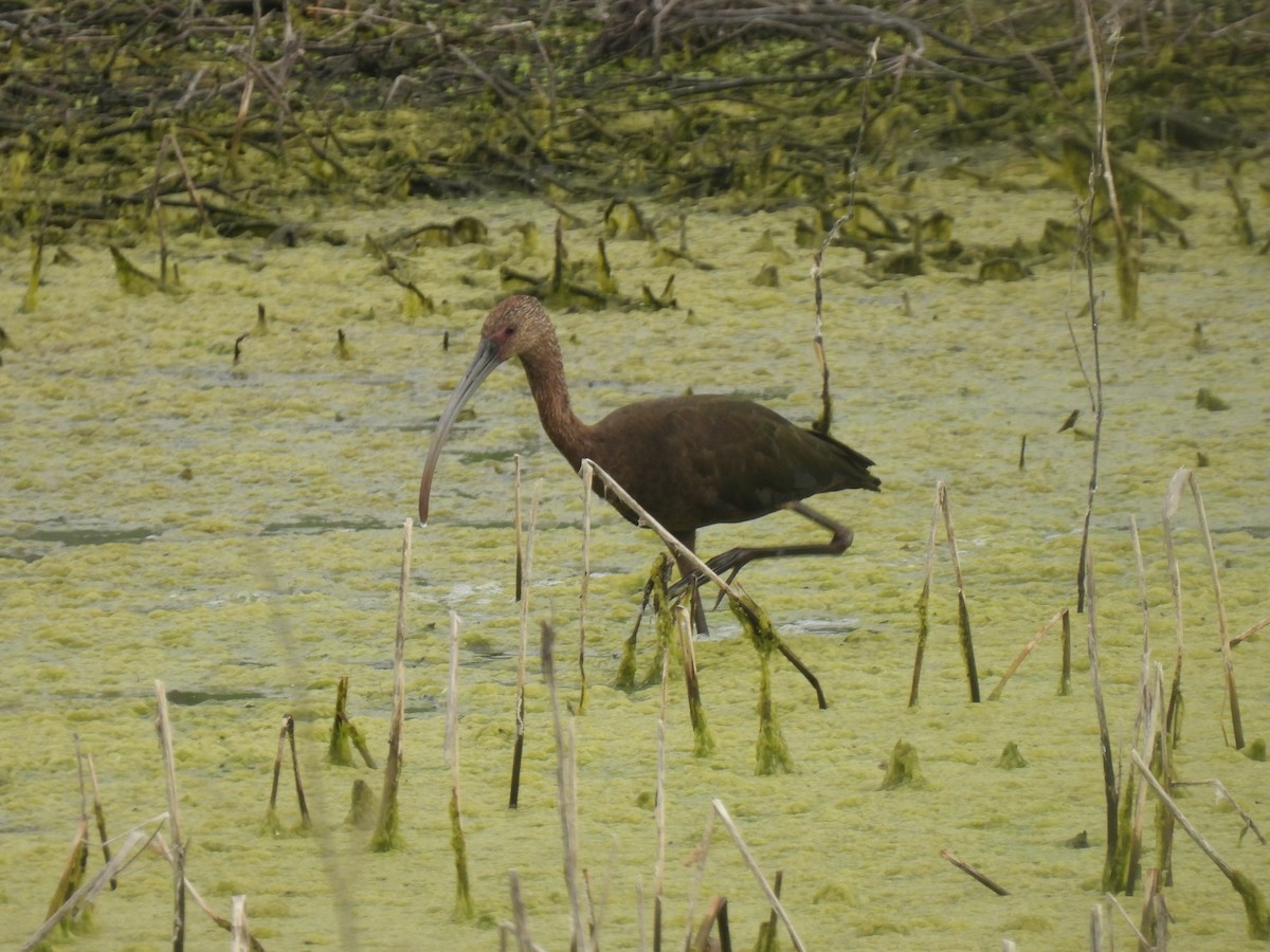 ibis americký - ML619516987