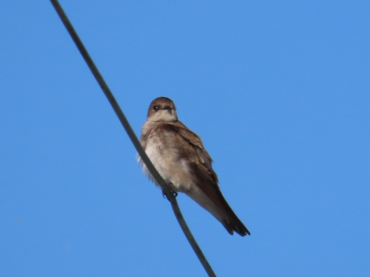 Northern Rough-winged Swallow - ML619516996