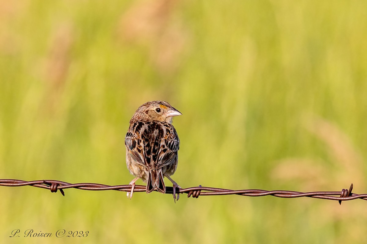 Grasshopper Sparrow - ML619516997