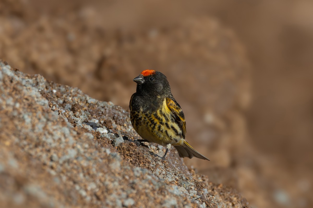 Fire-fronted Serin - ML619517043