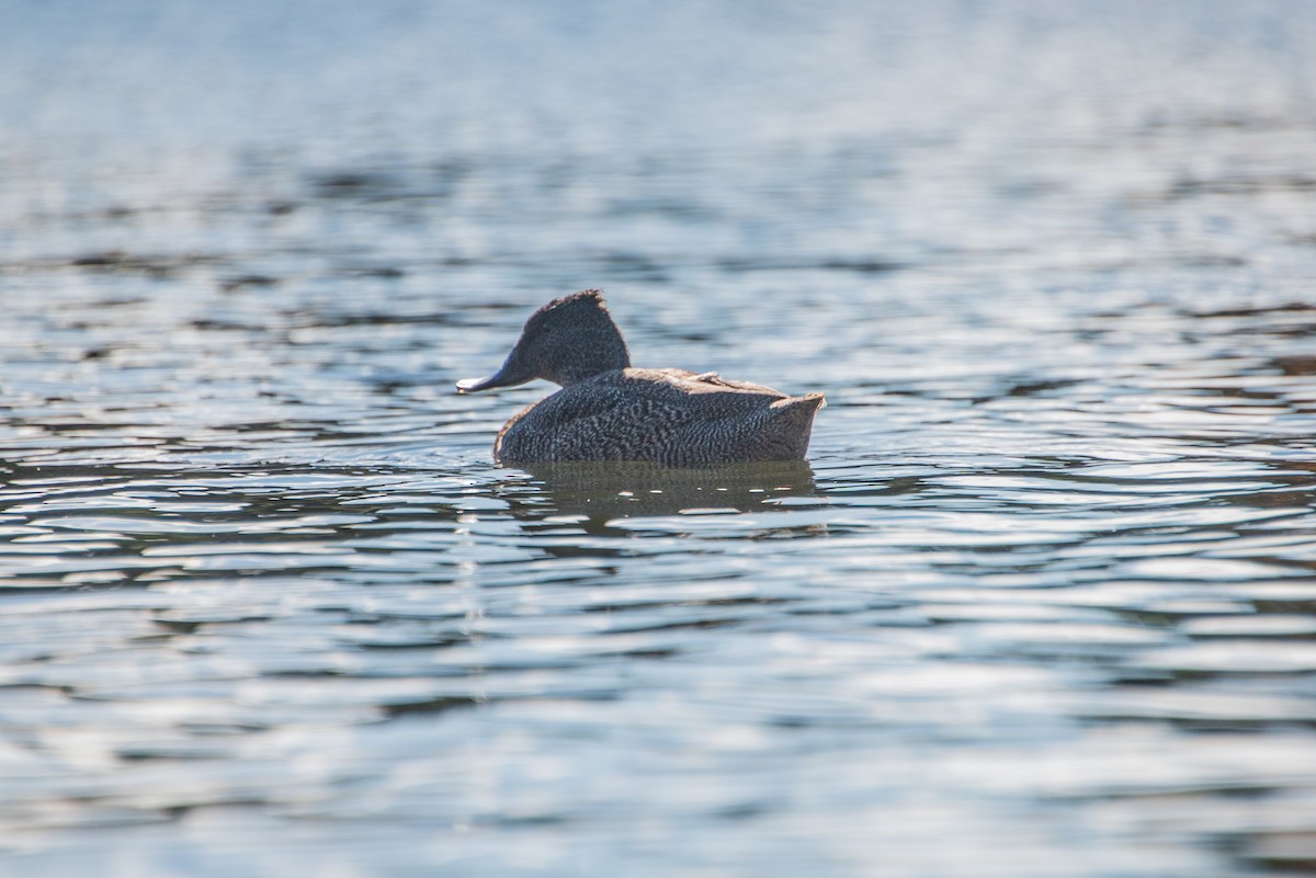 Freckled Duck - ML619517048