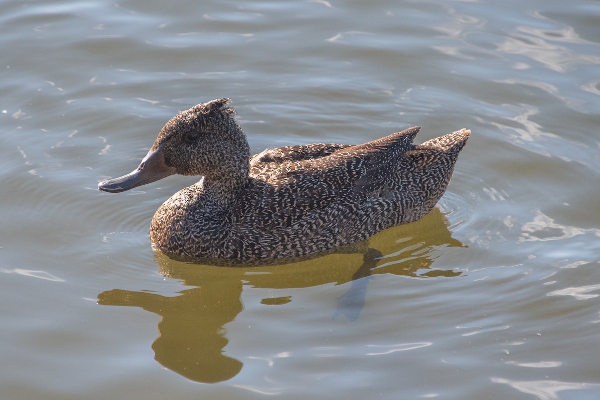 Freckled Duck - ML619517049
