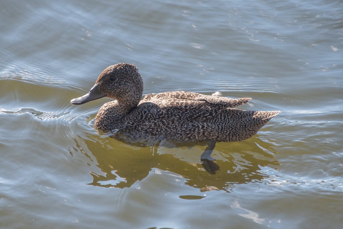 Freckled Duck - ML619517050