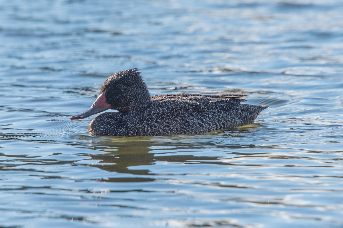 Freckled Duck - ML619517051