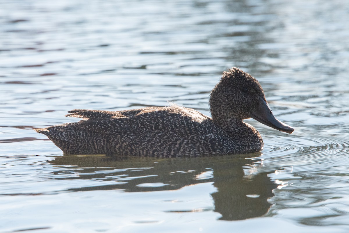 Freckled Duck - ML619517052