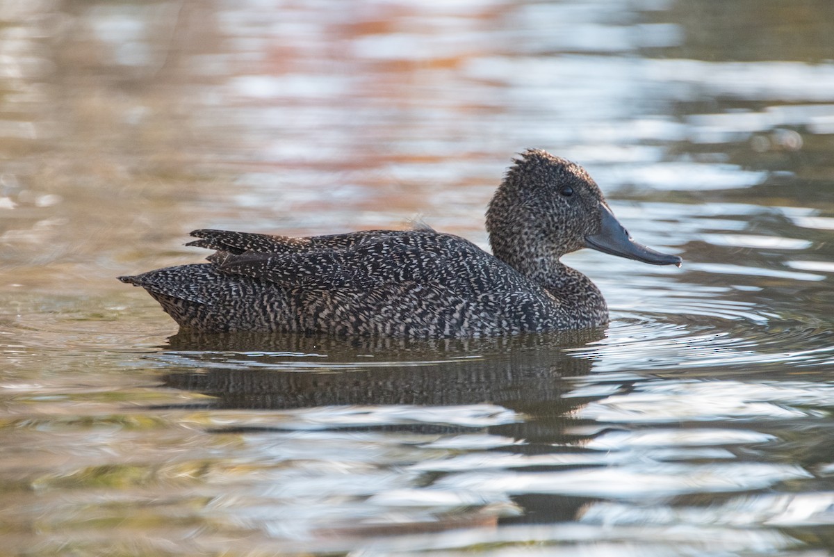 Freckled Duck - ML619517053