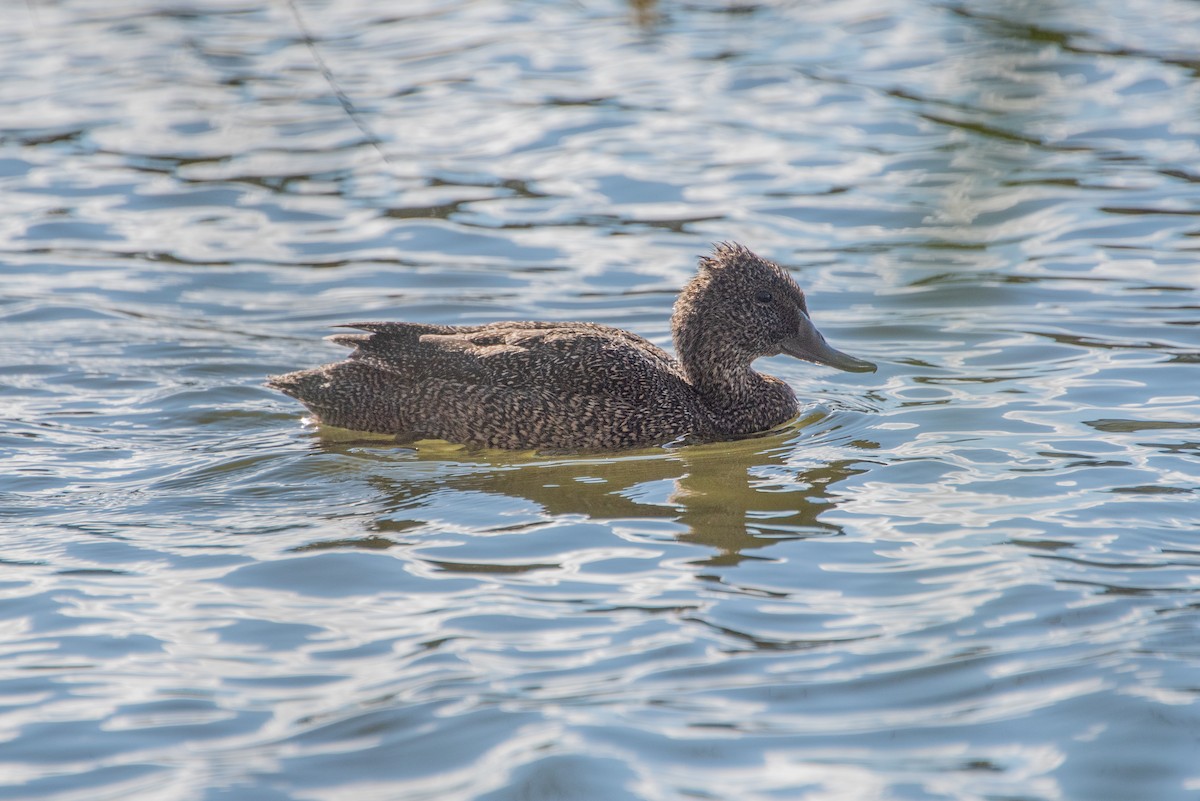 Freckled Duck - ML619517054