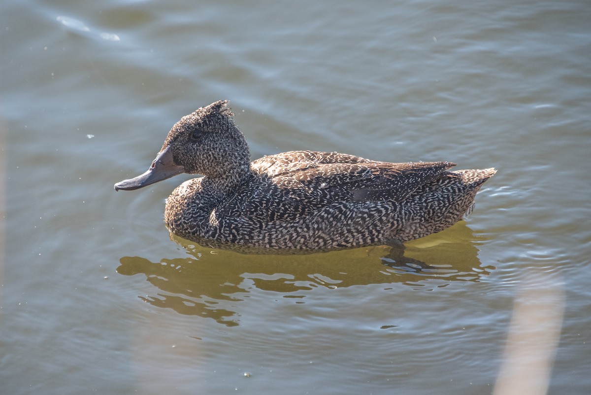 Freckled Duck - ML619517055