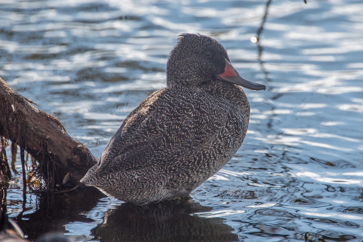 Freckled Duck - ML619517060