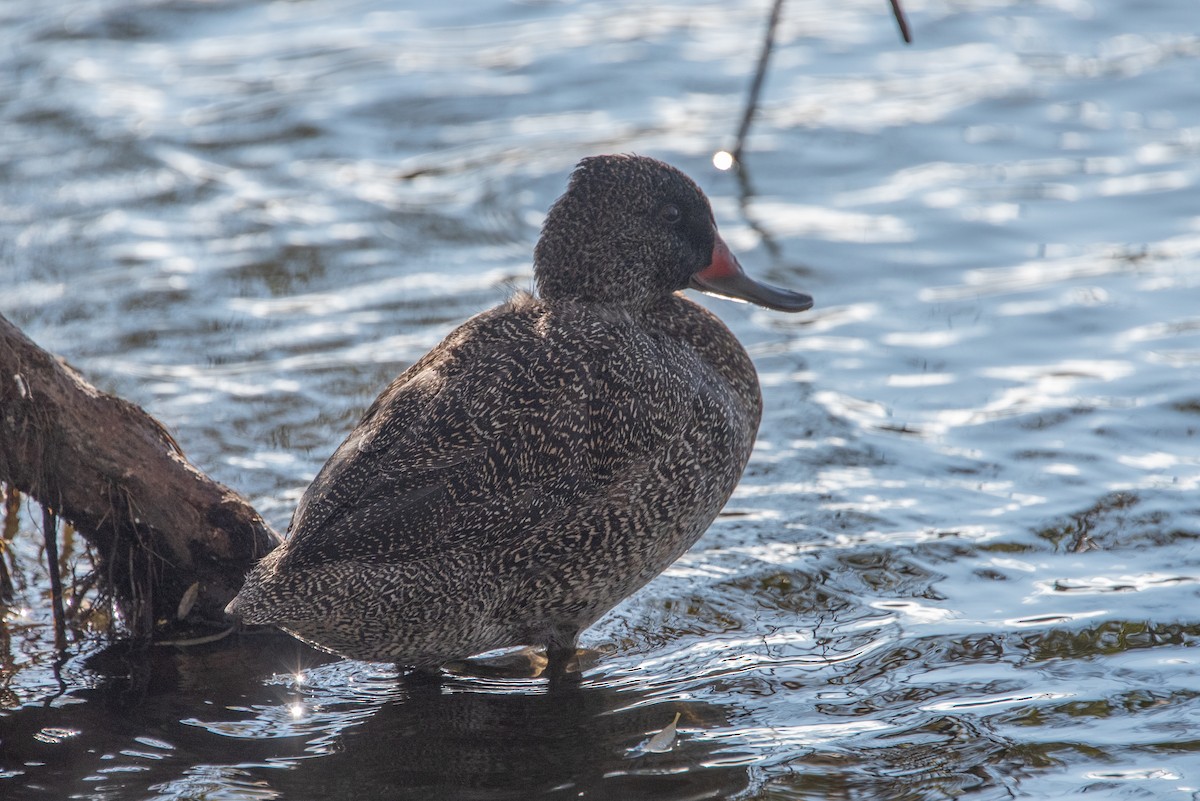 Freckled Duck - ML619517062