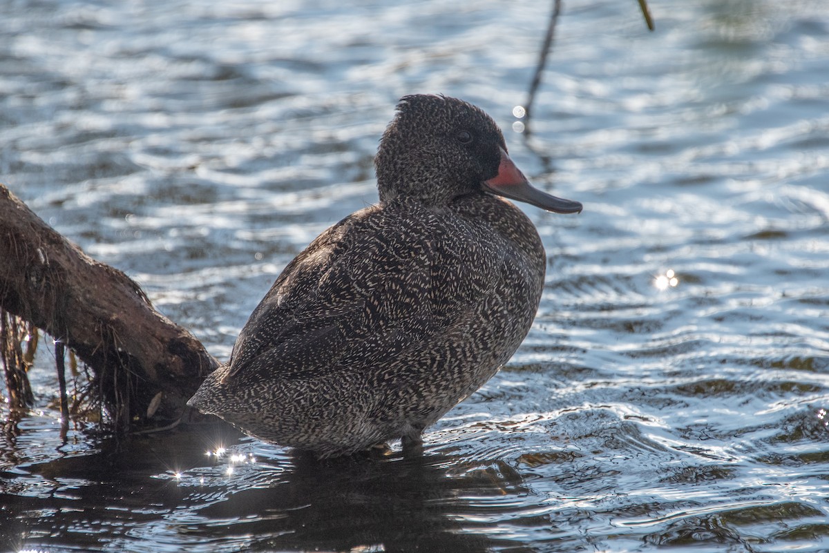 Freckled Duck - ML619517064