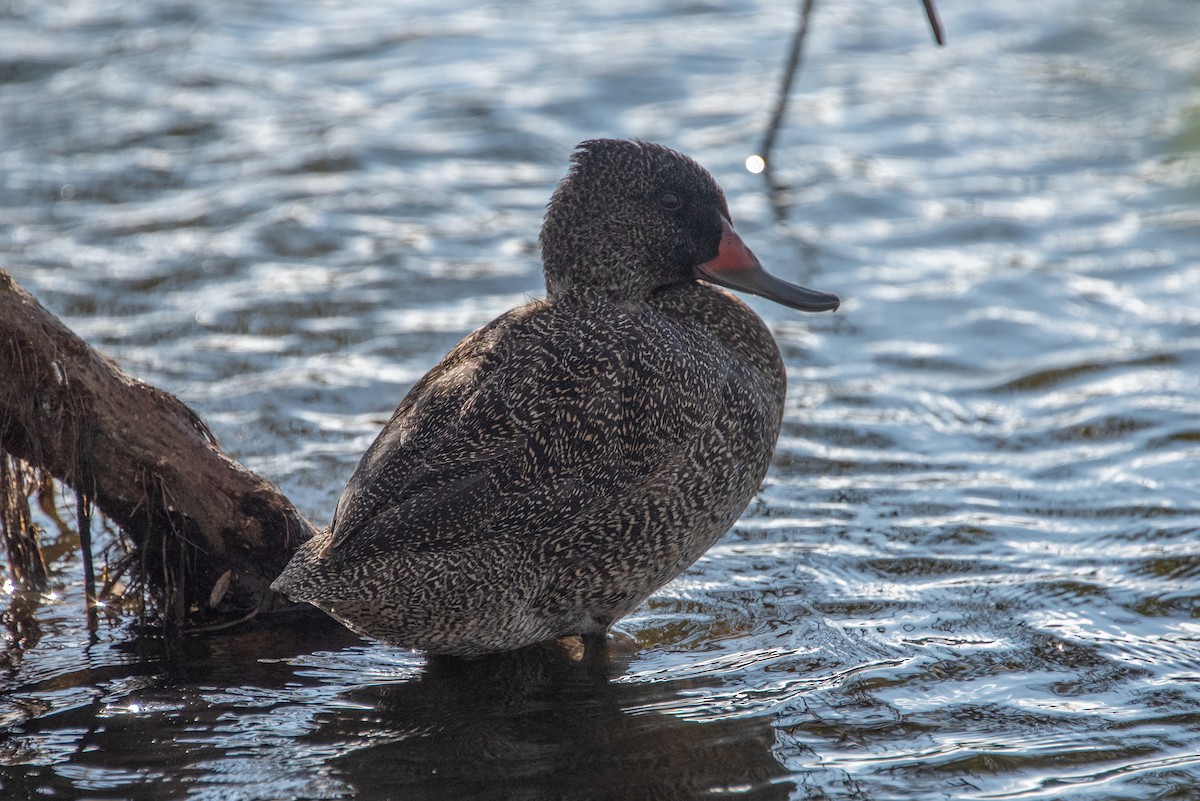 Freckled Duck - ML619517065