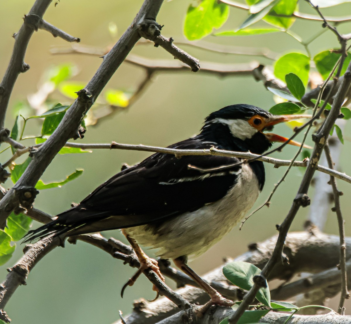 Indian Pied Starling - ML619517078