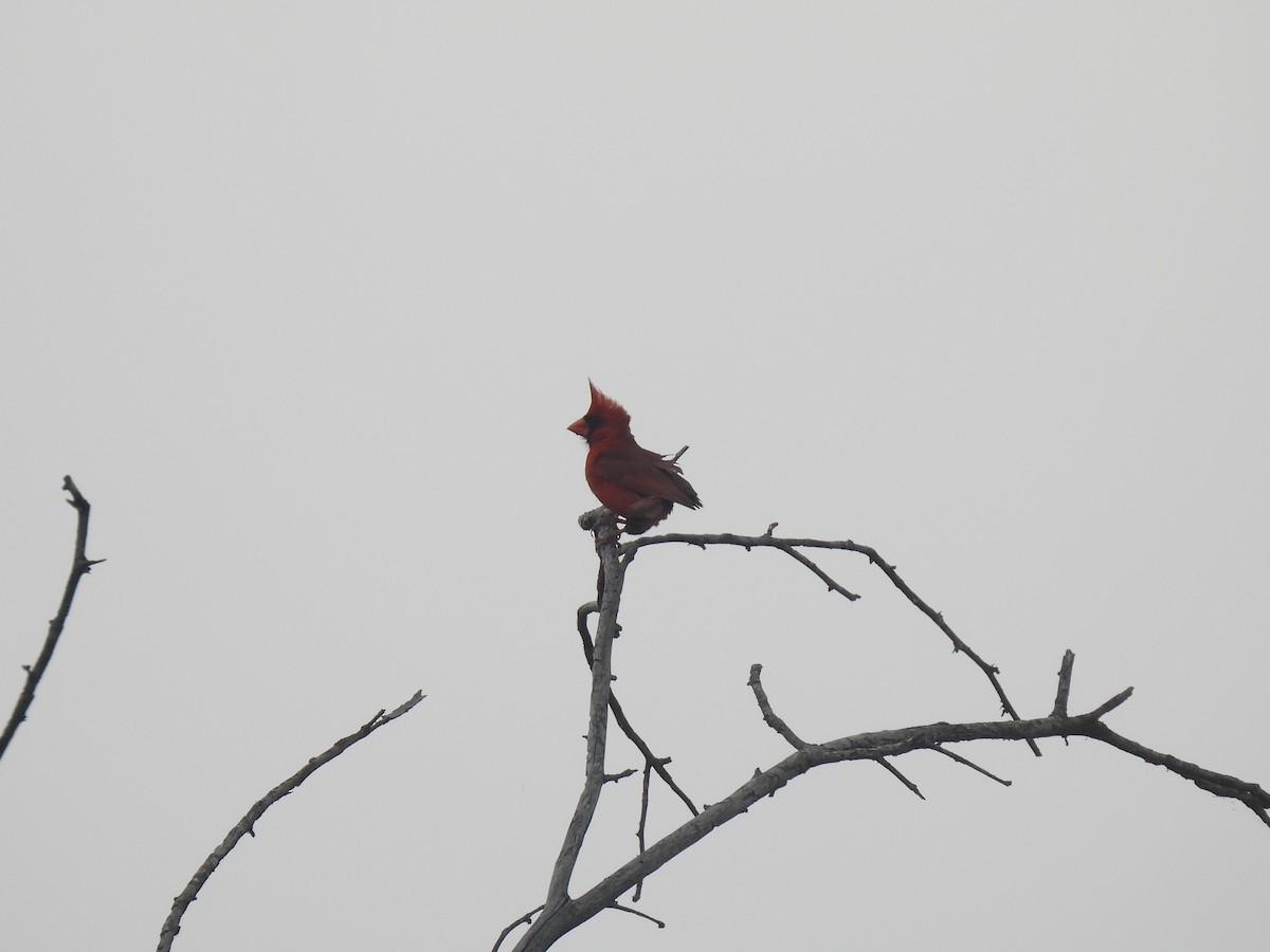 Cardinal rouge (groupe cardinalis) - ML619517081