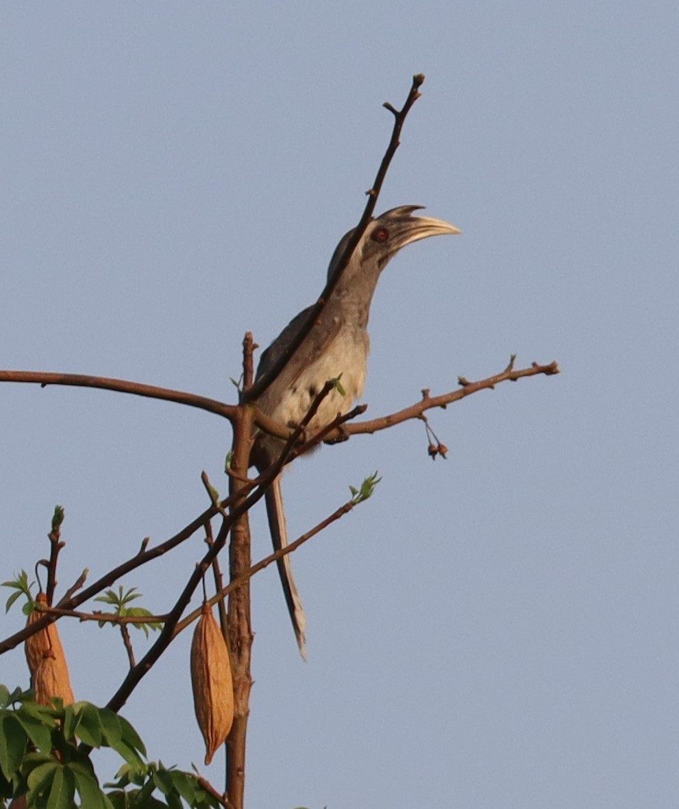Indian Gray Hornbill - ML619517091
