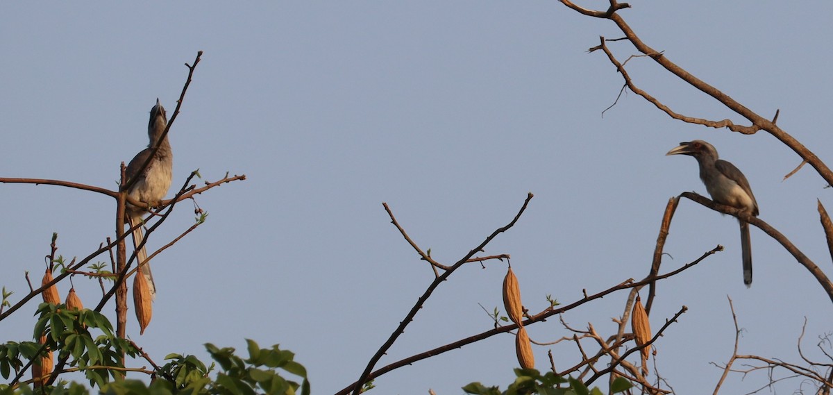 Indian Gray Hornbill - ML619517092