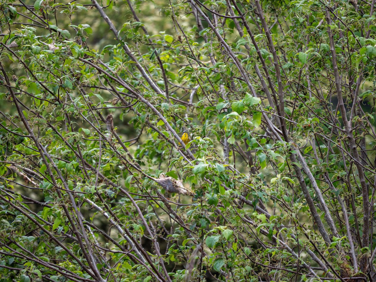 Yellow-breasted Chat - ML619517109