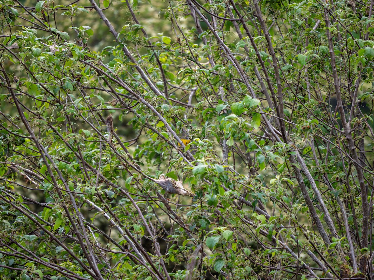 Yellow-breasted Chat - ML619517110