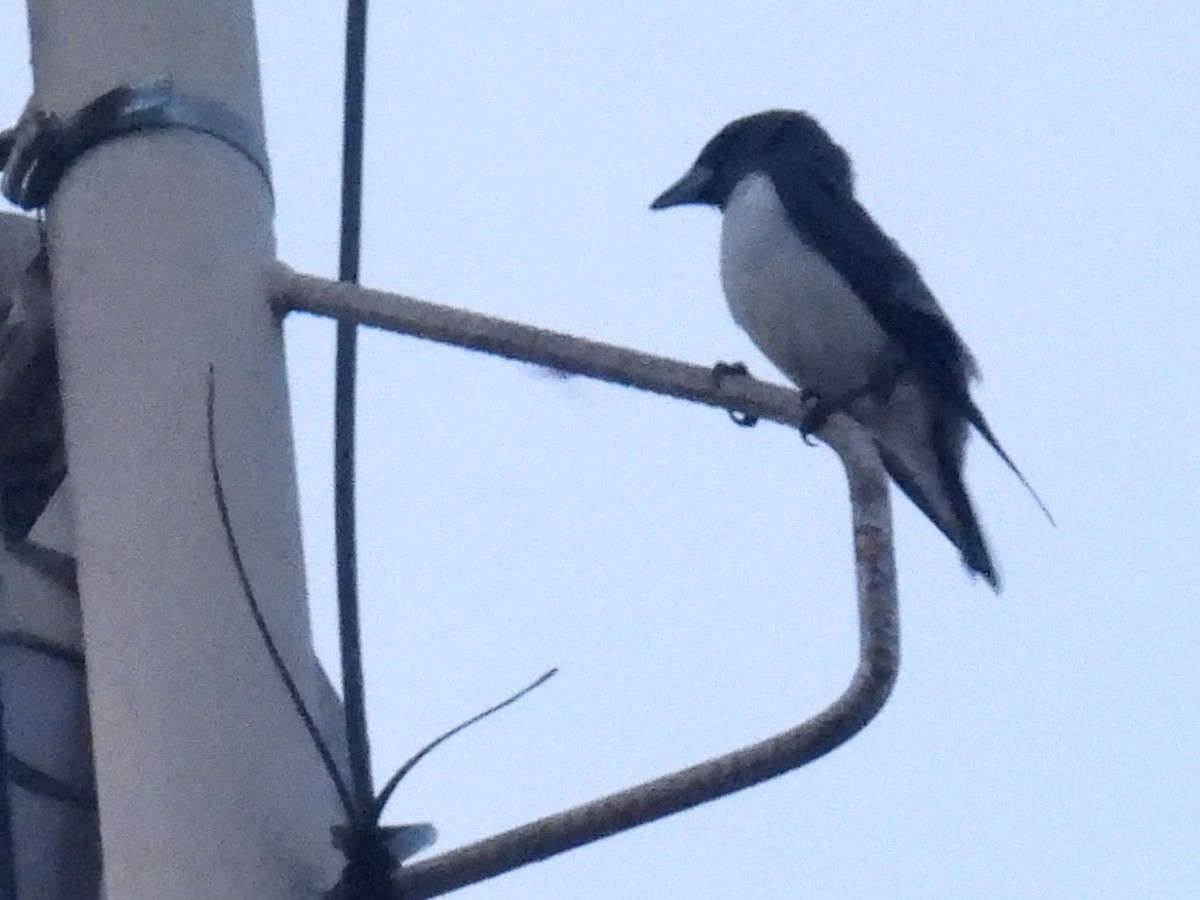 White-breasted Woodswallow - ML619517183