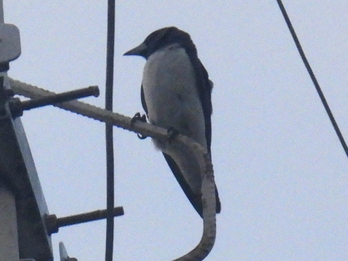 White-breasted Woodswallow - ML619517184