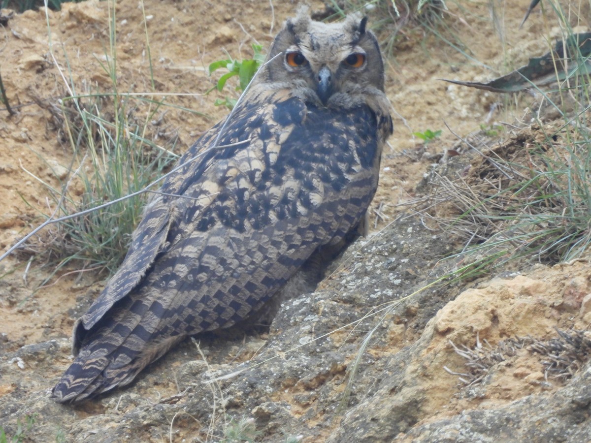 Eurasian Eagle-Owl - ML619517187