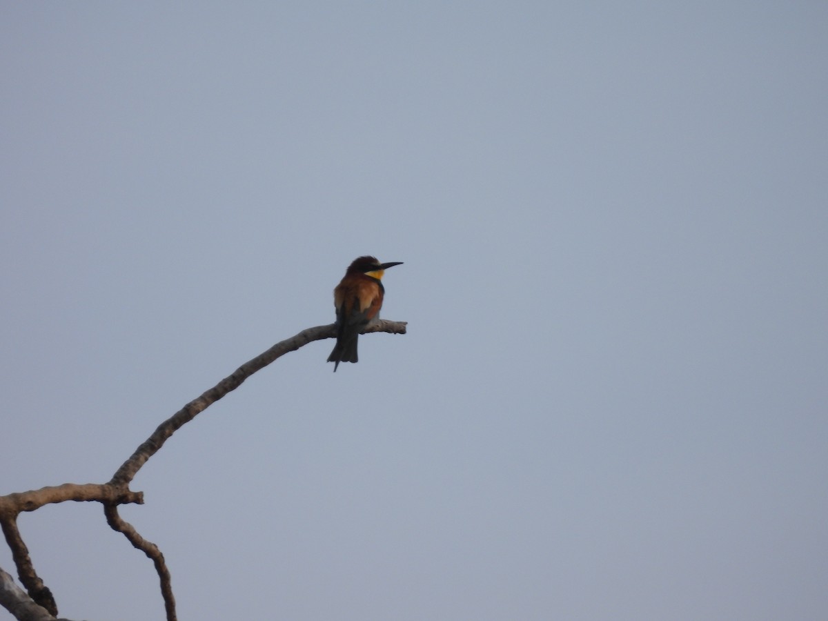 European Bee-eater - ML619517192