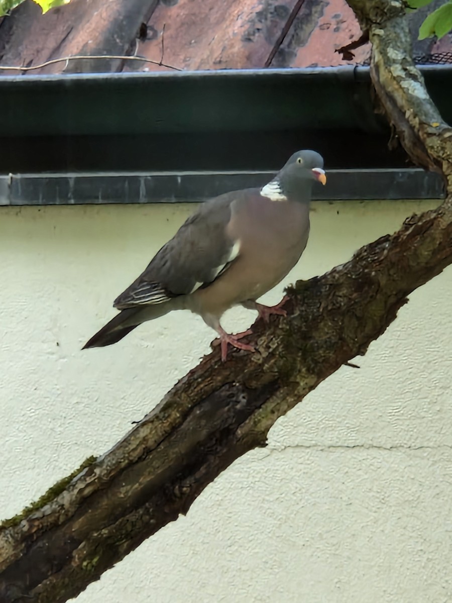 Common Wood-Pigeon - ML619517193