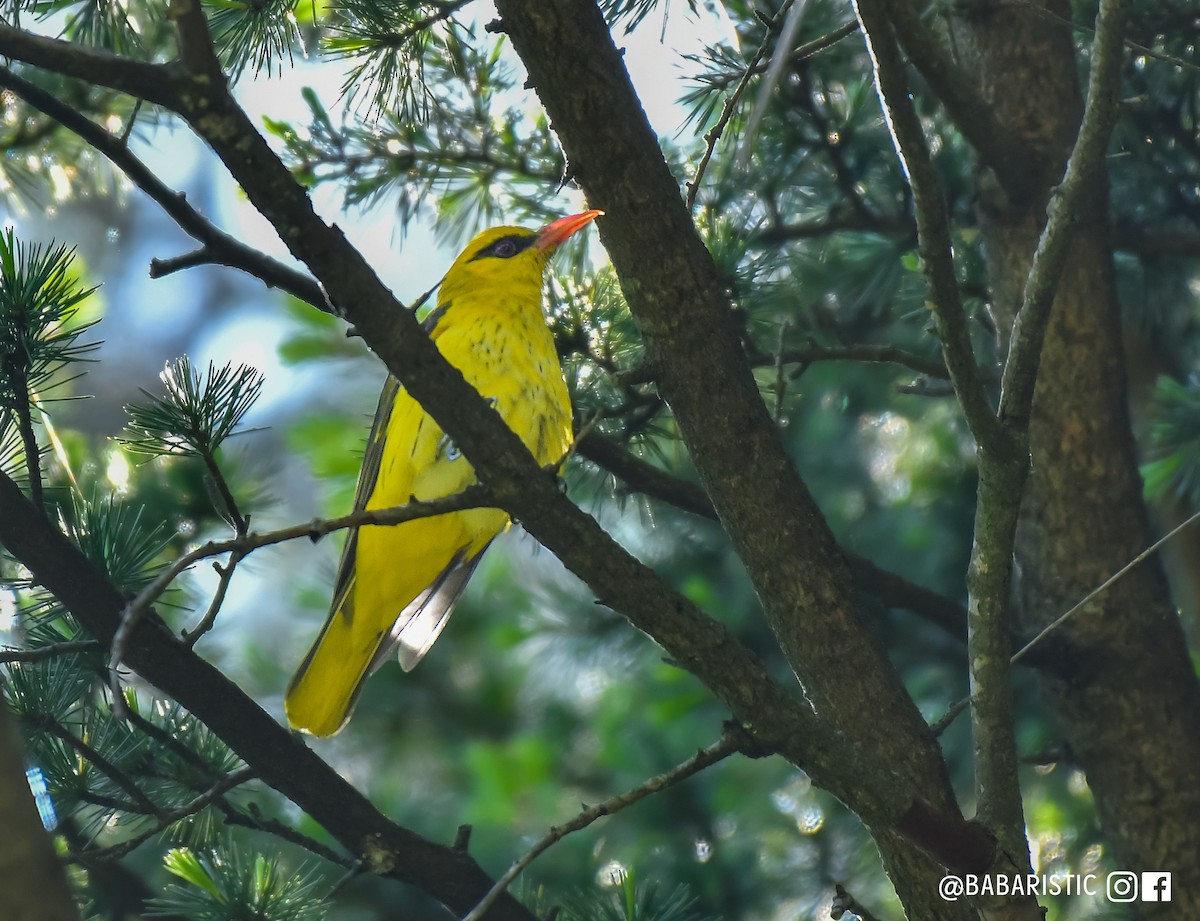 Indian Golden Oriole - ML619517229