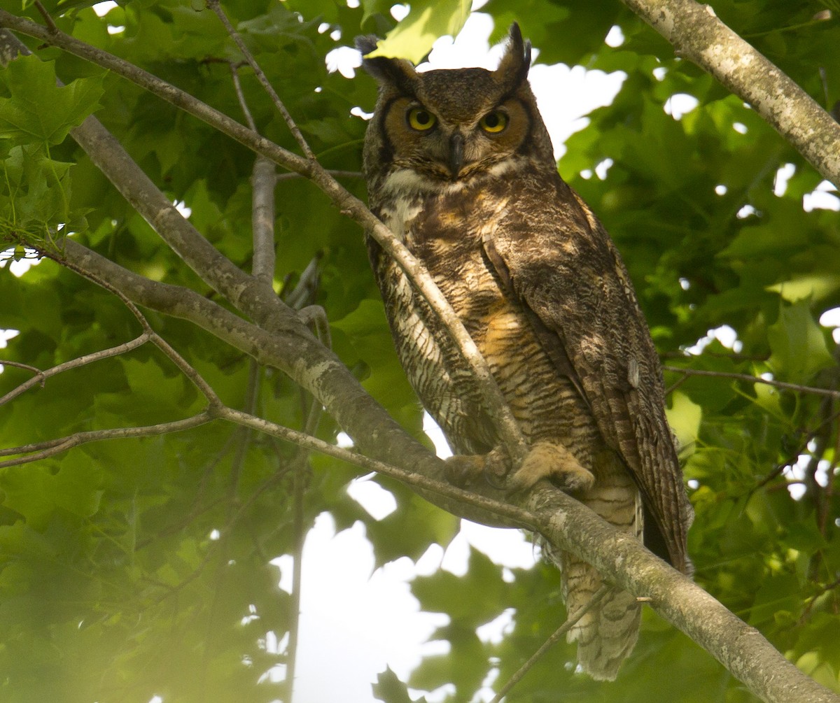 Great Horned Owl - ML619517248
