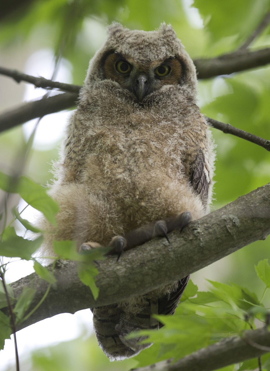 Great Horned Owl - ML619517249
