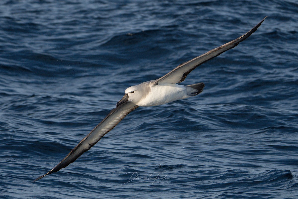 Salvin's Albatross - ML619517270