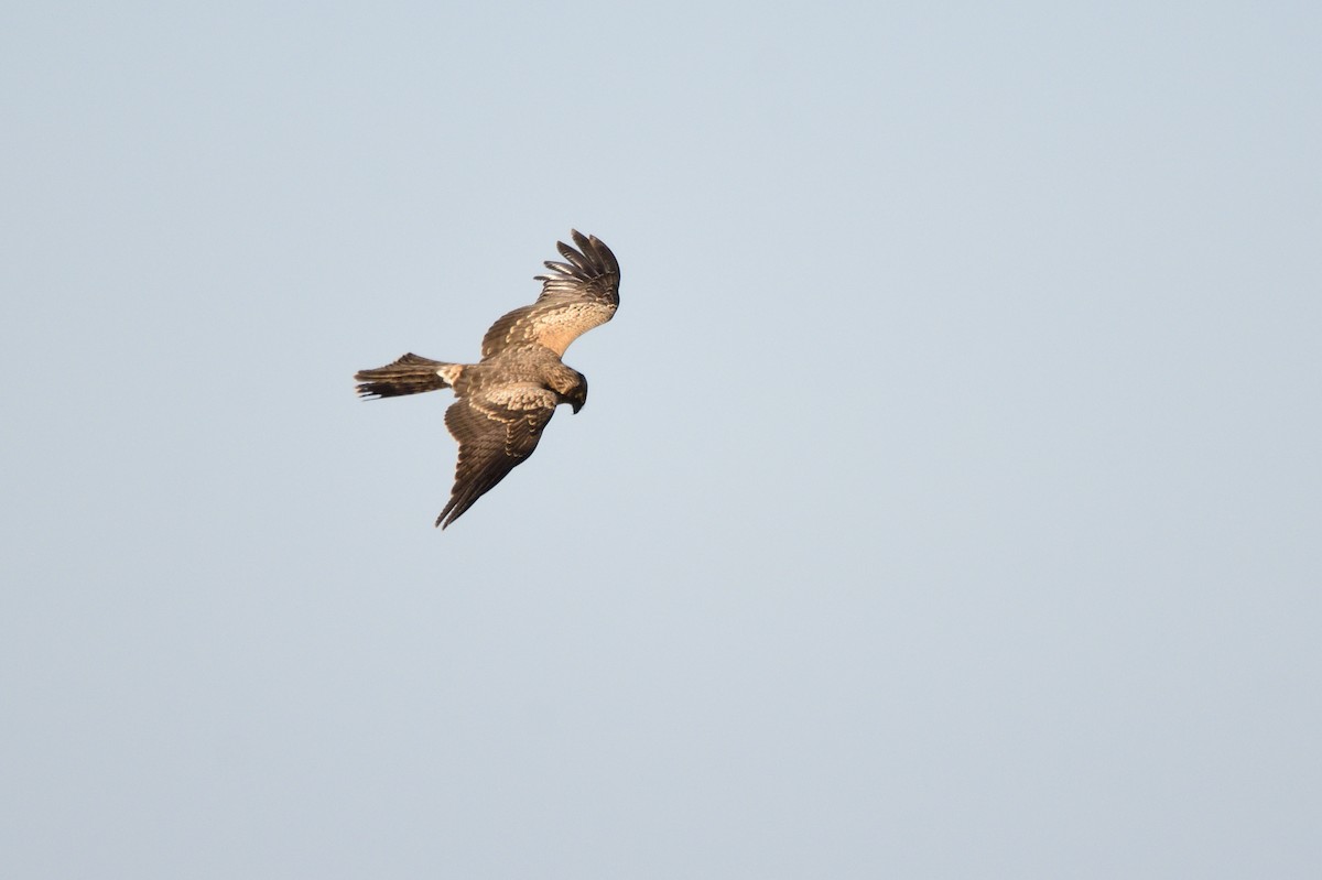 Spotted Harrier - ML619517313