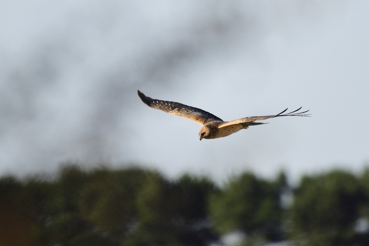 Spotted Harrier - ML619517321