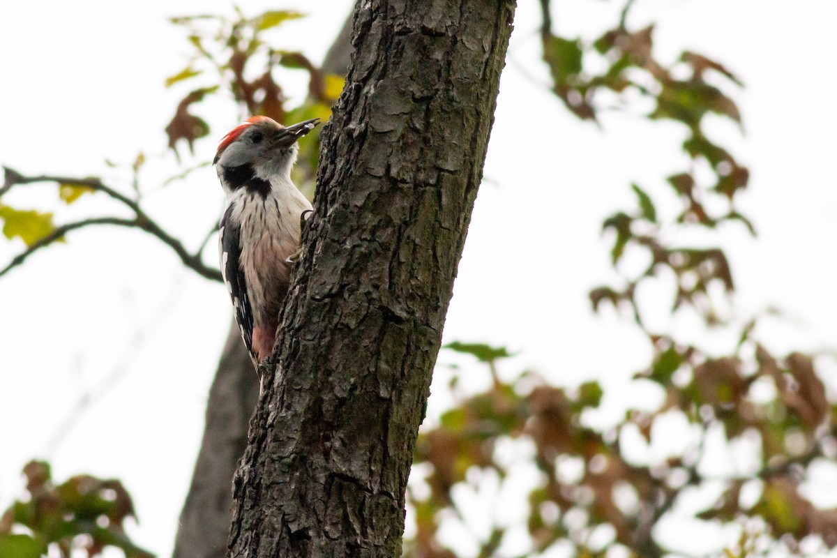 Middle Spotted Woodpecker - ML619517385