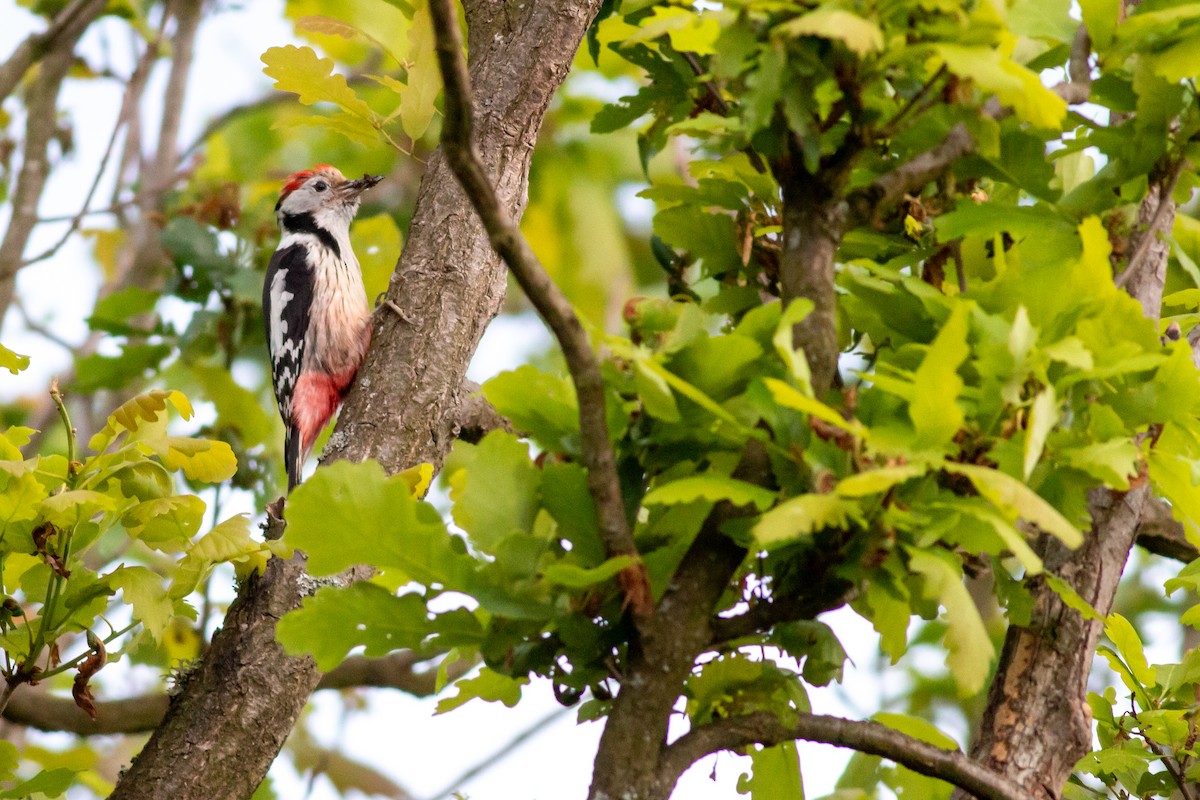 Middle Spotted Woodpecker - ML619517388