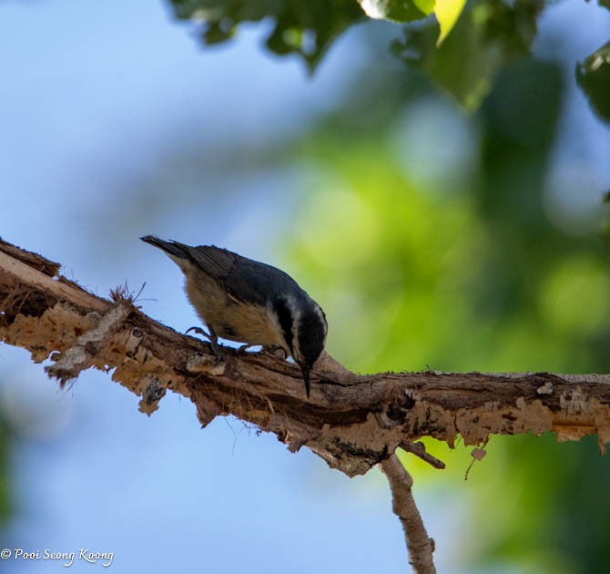 Red-breasted Nuthatch - ML619517405