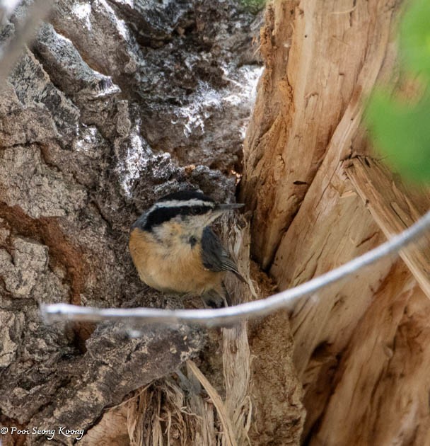 Red-breasted Nuthatch - ML619517406