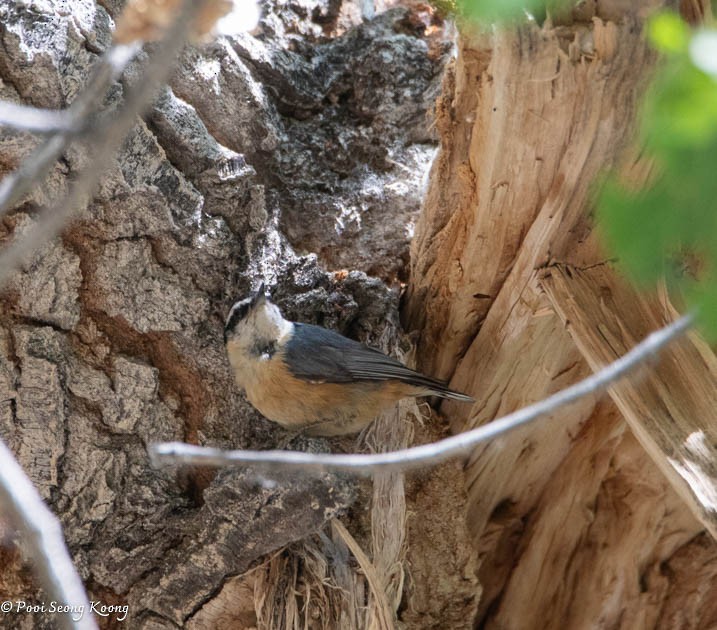 Red-breasted Nuthatch - ML619517407